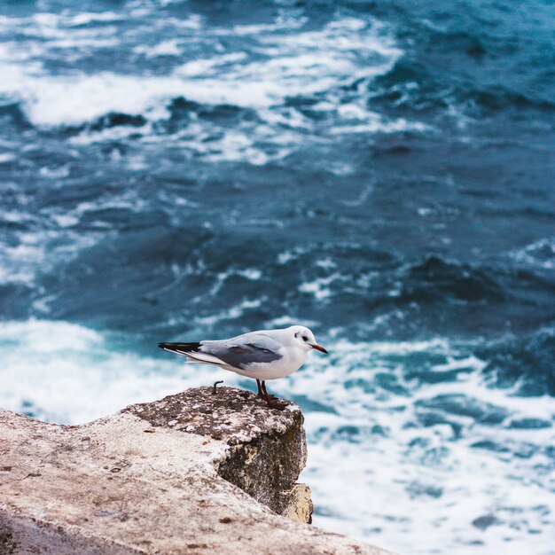 Foto pajarito cerca del mar