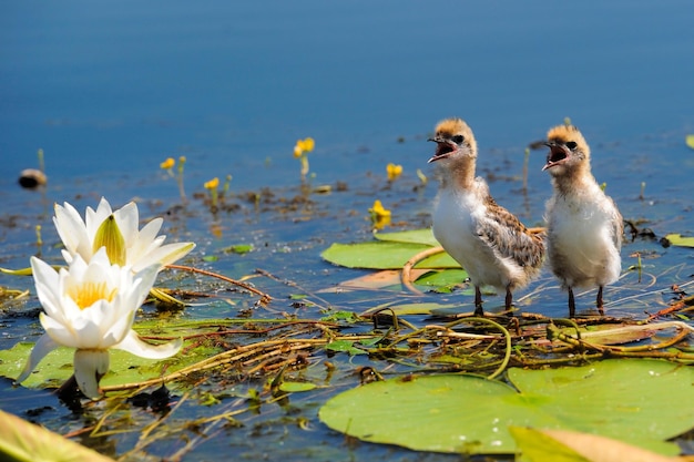 Pajarito en el delta del danubio