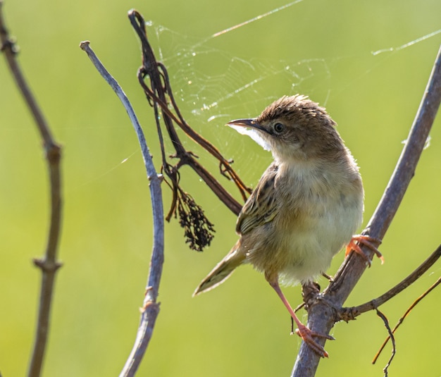 el pajarito escanea el horizonte buscando insectos