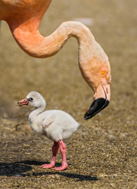 Pajarito del flamenco americano