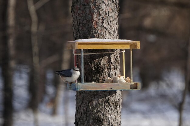 Un pajarito gris en el comedero de invierno.