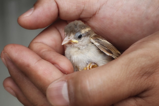 Foto pajarito en mano