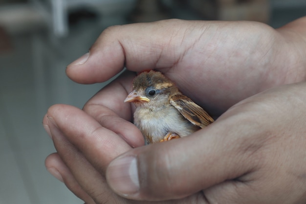 Foto pajarito en mano