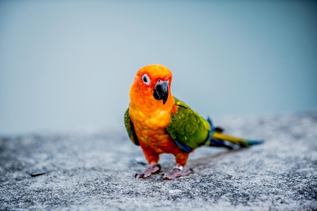 pajarito en el parque natural