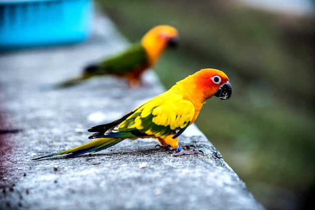 pajarito en el parque natural