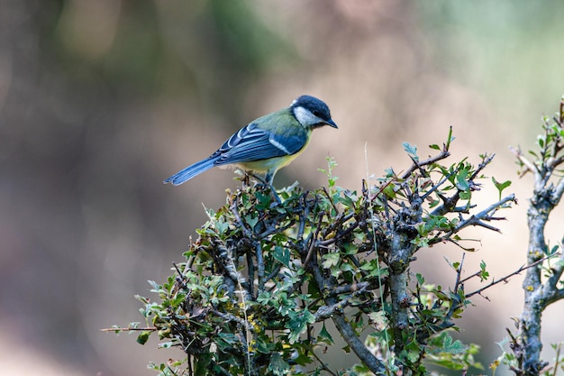 pajarito tit en las ramas del arbusto