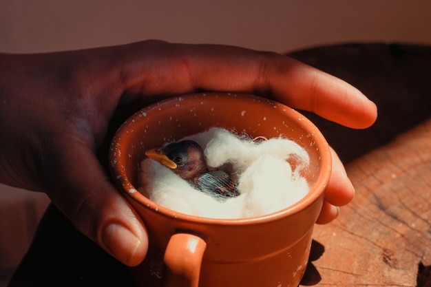 Pajarito vivo dentro de una taza