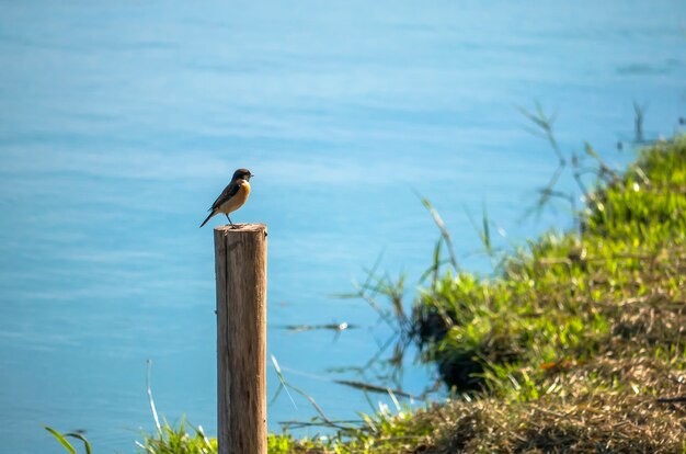 Un pajarito