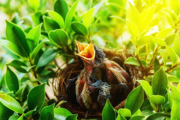 Pajaritos hambrientos en un nido queriendo que el pajarito venga y los alimente