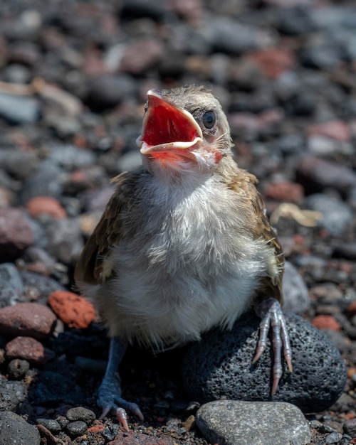 Pajaritos - pollitos Bulbul de ventilación amarilla