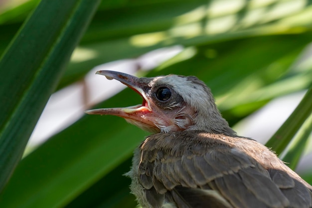 Pajaritos - pollitos Bulbul de ventilación amarilla