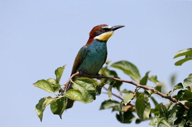 Pájaro abejaruco europeo