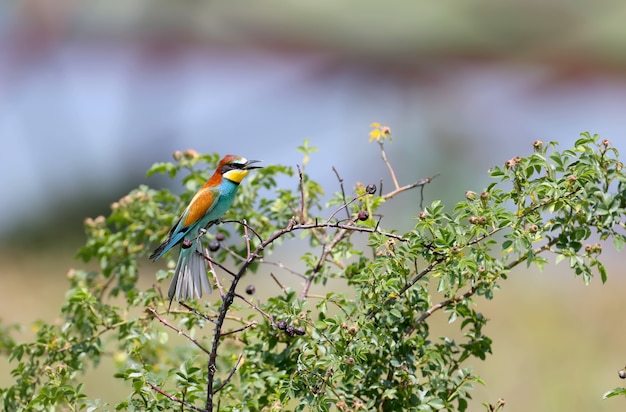 Foto pájaro abejaruco europeo