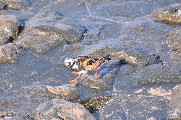 Pájaro acuático de Kentish Plover