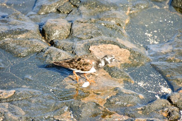 Pájaro acuático de Kentish Plover