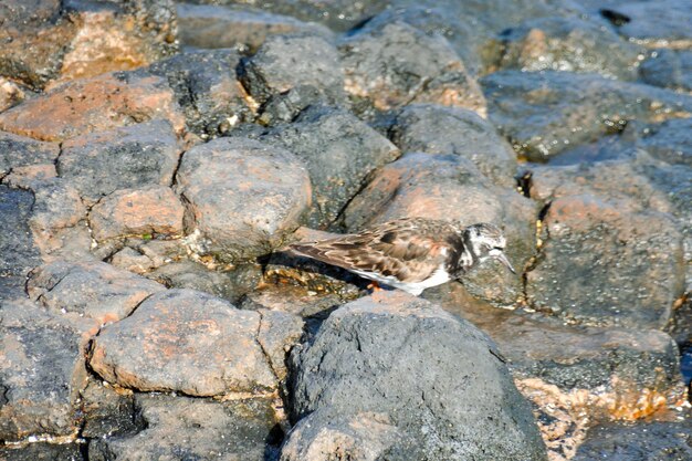 Pájaro acuático de Kentish Plover