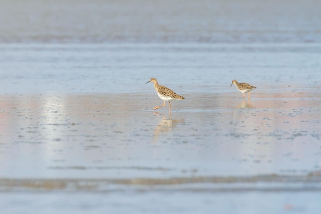 Pájaro acuático Ruff (Philomachus pugnax) Ruff en agua