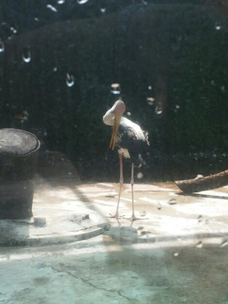 Foto pájaro en el agua