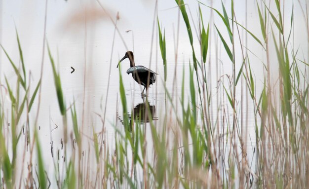 Foto pájaro en el agua