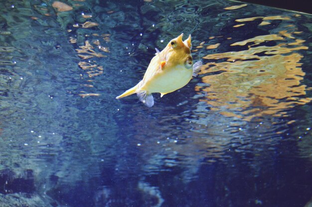 Pájaro en el agua