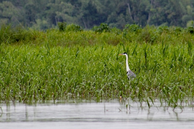 un pájaro en el agua