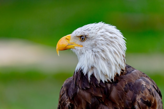 Pájaro águila americana