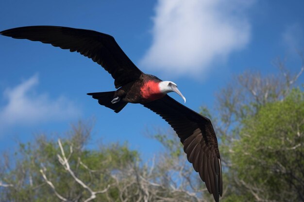 Un pájaro con un ala roja y negra.