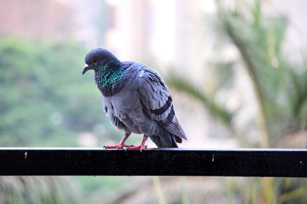 Un pájaro con un ala verde y negra.