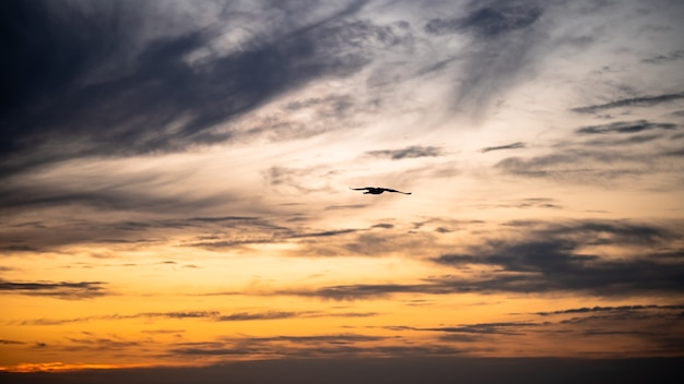 Pájaro con alas abiertas en el fondo del atardecer. Silueta de gaviota en cielo dramático