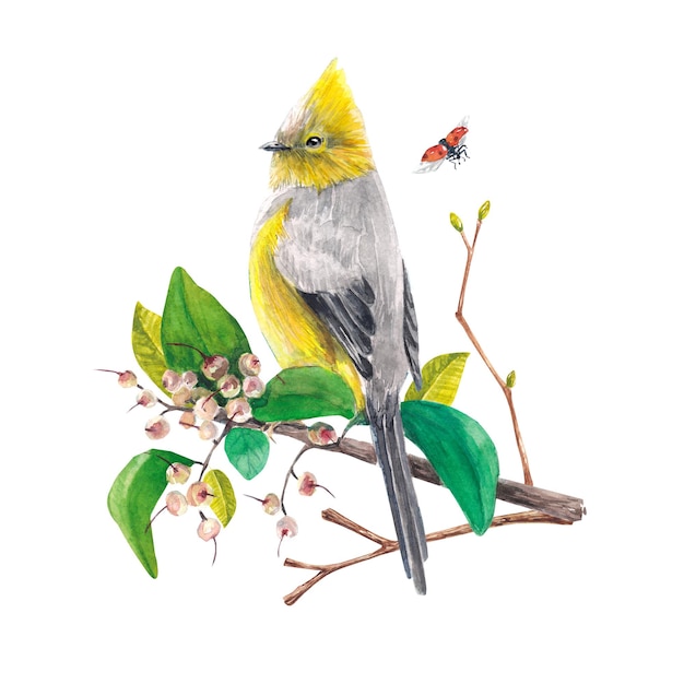 Pájaro amarillo en una ilustración de acuarela de rama sobre un fondo blanco Hermoso plumaje gris amarillo Un pájaro con un penacho Adecuado para postales de diseño pegatinas invitaciones de boda papel tapiz