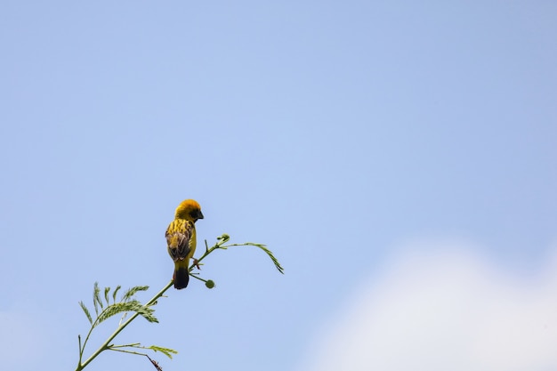 El pájaro amarillo Oriole en palo de bambú en el jardín