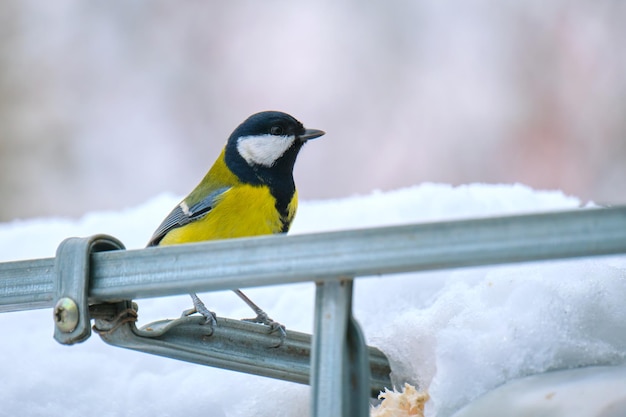 Pájaro amarillo salvaje en busca de comida en el frío día de invierno.