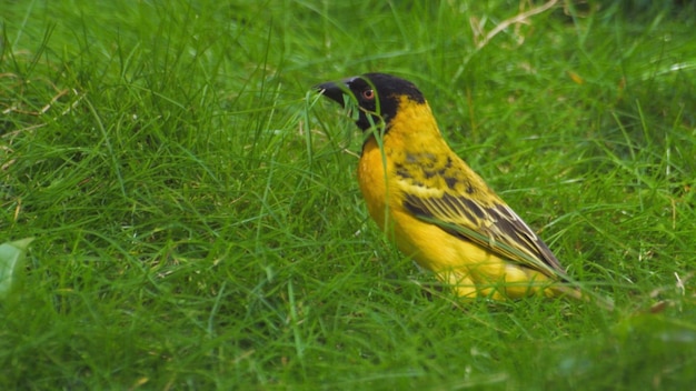 Un pájaro amarillo se sienta en la hierba con la palabra pájaros.