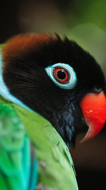 Foto pájaro del amor de cerca en la naturaleza