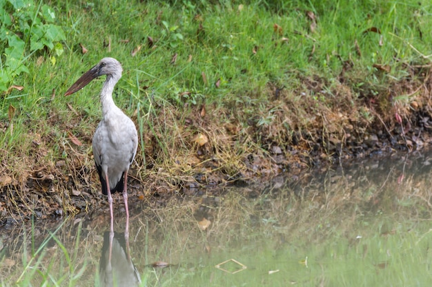 Pájaro (Anastomus oscitans o Ciconiidae) color blanco en un estanque o agua en una naturaleza salvaje