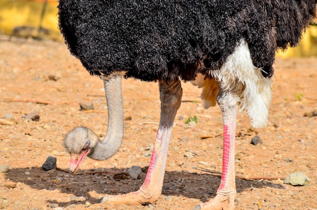 Pájaro animal avestruz esperando en el paisaje del desierto