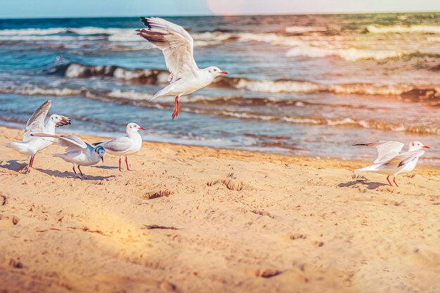 Foto pájaro antes de la salida en la playa con hermosa arena frente a los mares azules