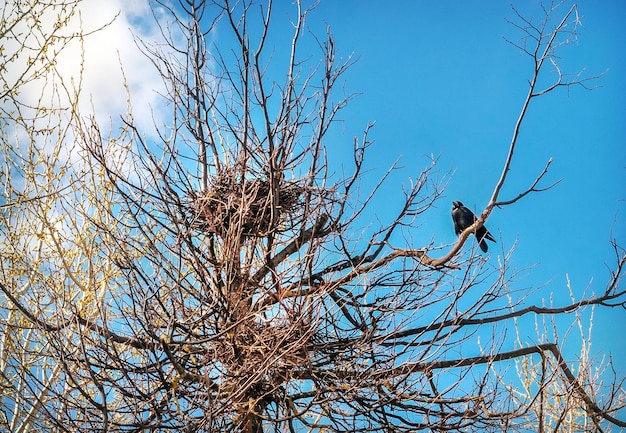 Pájaro en un árbol y nido Suzdal