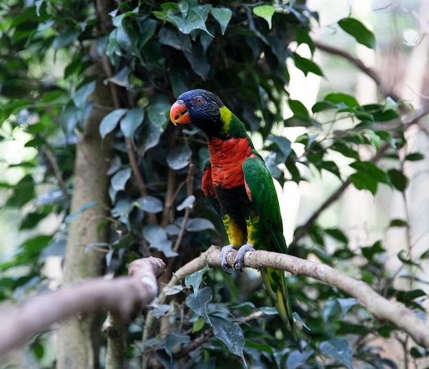 Pájaro en un árbol Parrot Lori sobre un fondo verde