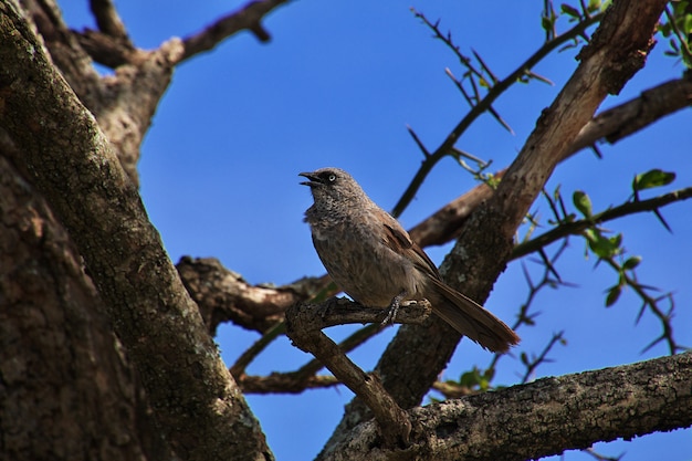 El pájaro en el árbol