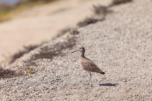 Foto pájaro en la arena