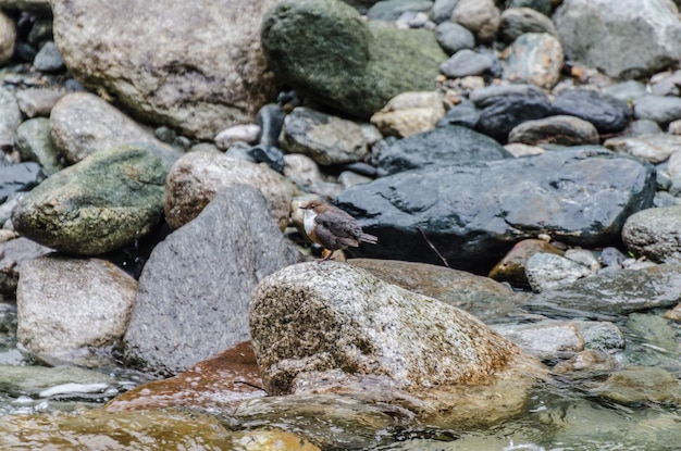 Pájaro en arroyo de montaña