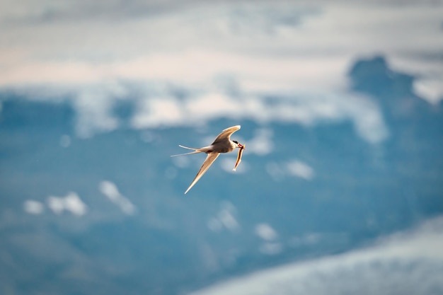 Pájaro ártico Tern o pájaro Kria volando y capturando peces del mar en el verano de Islandia