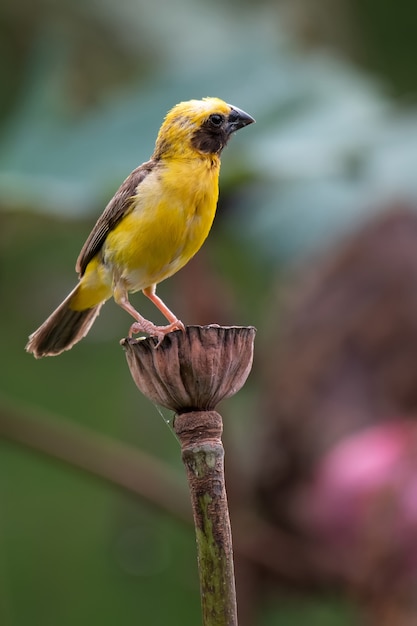 Pájaro asiático del tejedor de oro