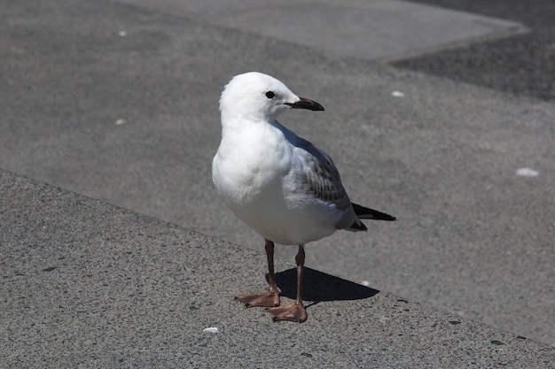 El pájaro en Auckland, Nueva Zelanda