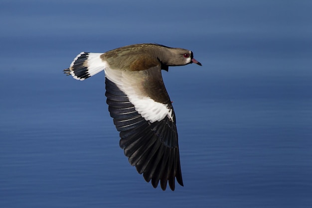 Pájaro avefría del sur volando