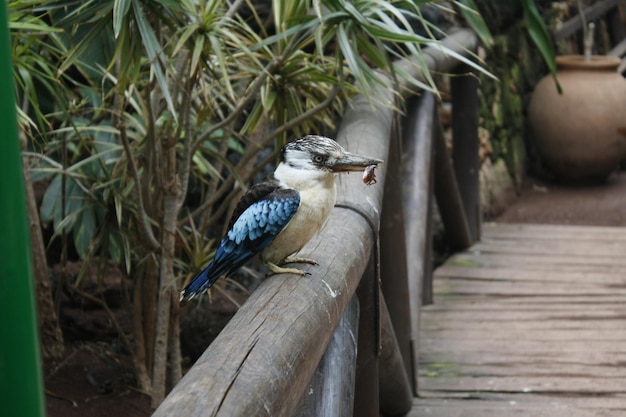 Un pájaro azul y blanco con un gusano en el pico.