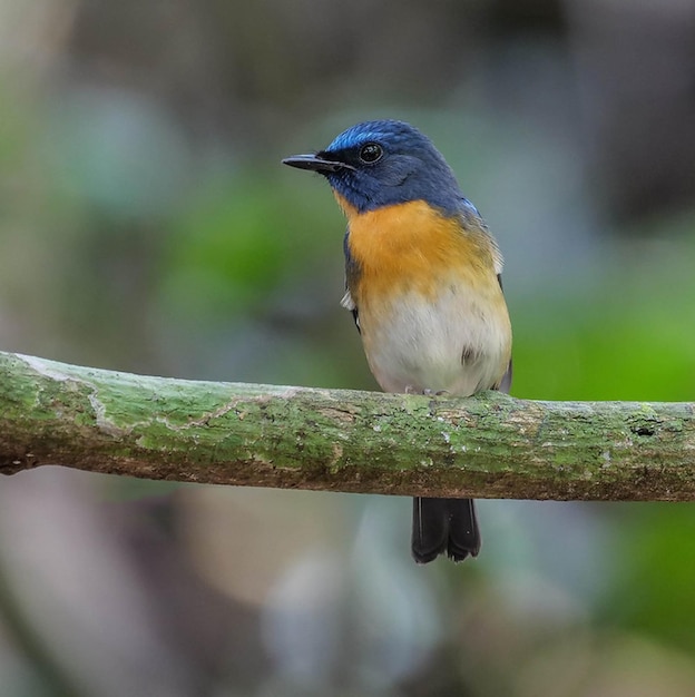 un pájaro azul está sentado en una rama con una cabeza azul y pecho naranja