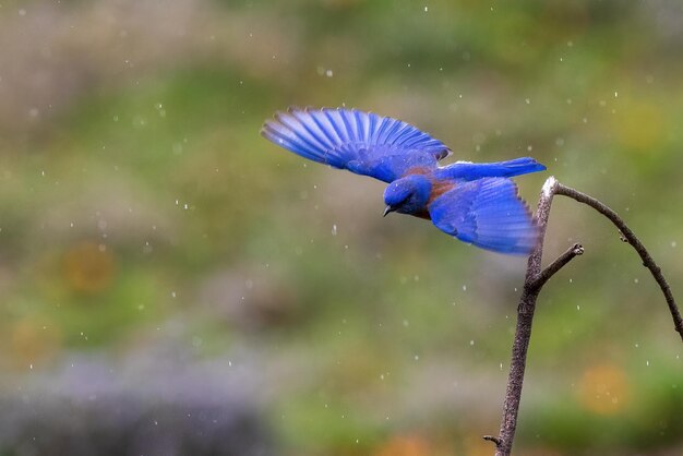 Un pájaro azul con una franja roja en las alas vuela bajo la lluvia.