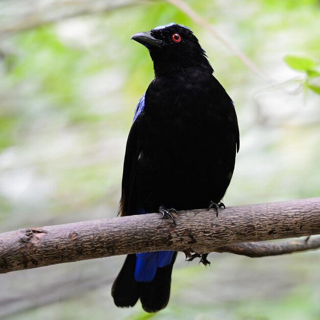 Pájaro azul de hadas asiático